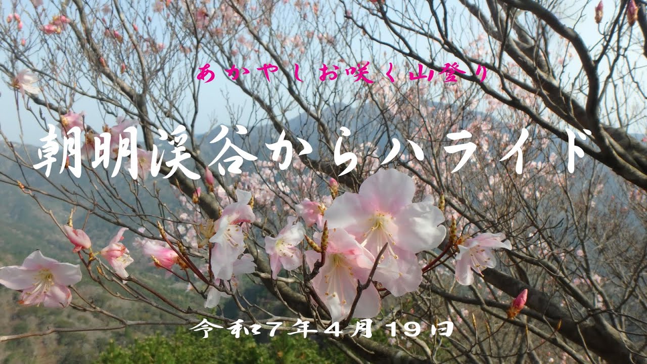 アカヤシオ咲くハライド　令和7年4月19日