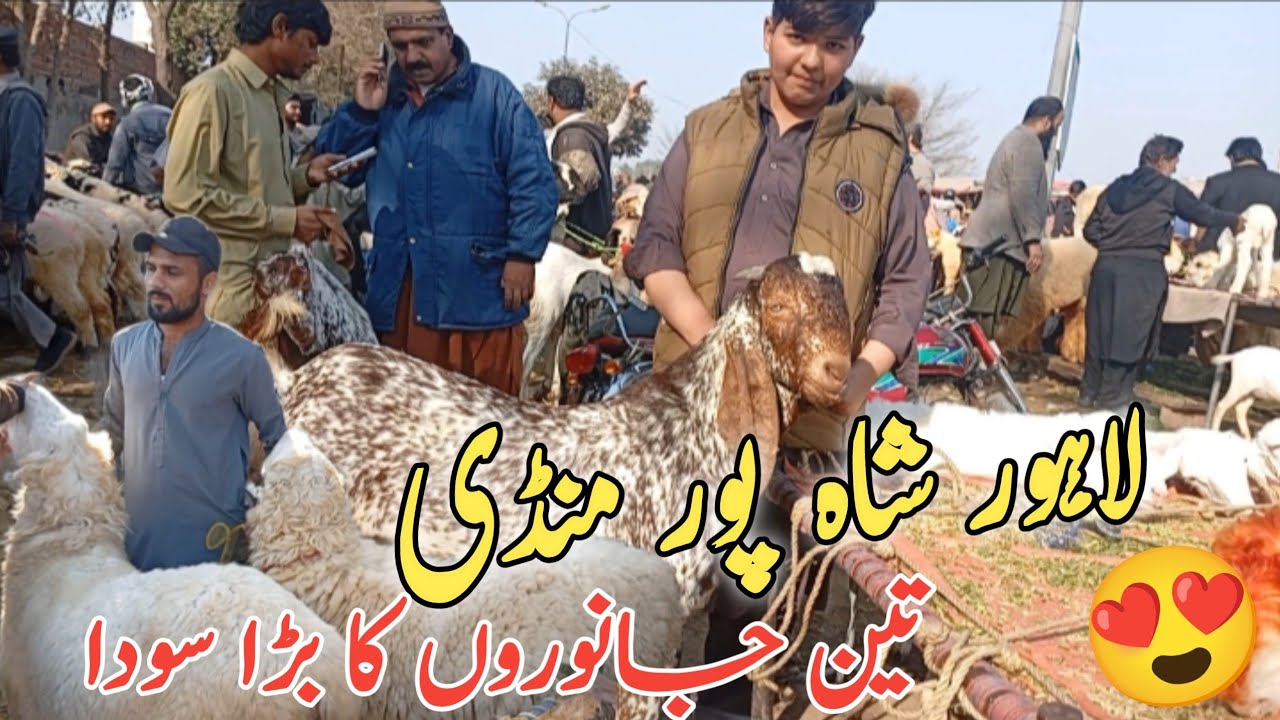 Lahore Shahpur mandi | 3 janwaron ki big deal 😍 | mundre chatre makhi chine bakre sahiwali bakre 