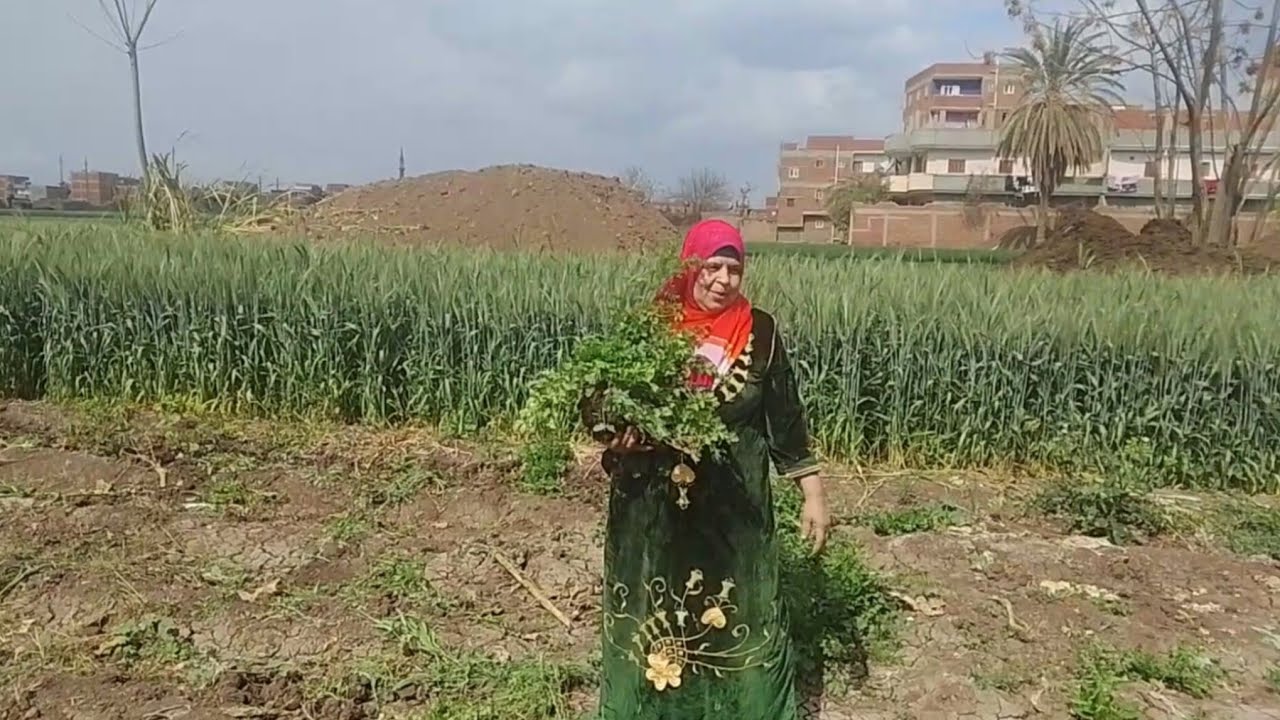 فوائد زراعة الكثيره الخضراء٢٤ فبراير ٢٠٢٦