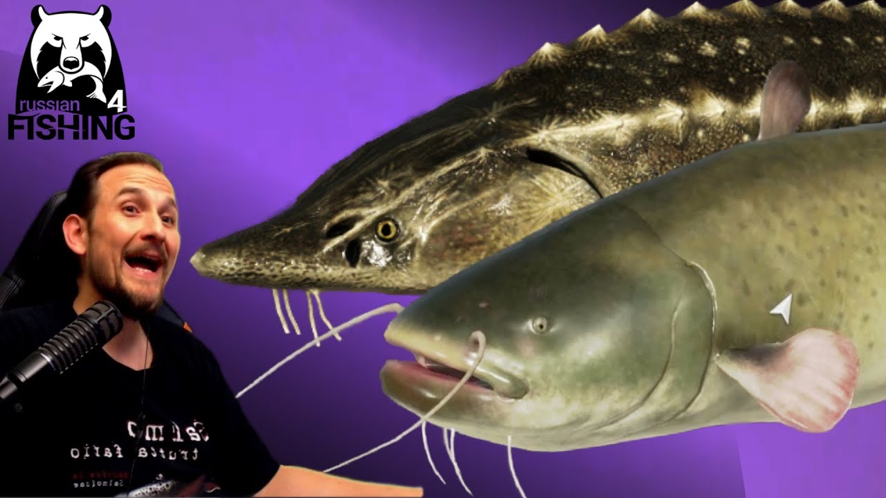 Russian Fishing 4 - Achtuba  -  Stör und Wels! Top Spot! Stör angeln, Wels Setup