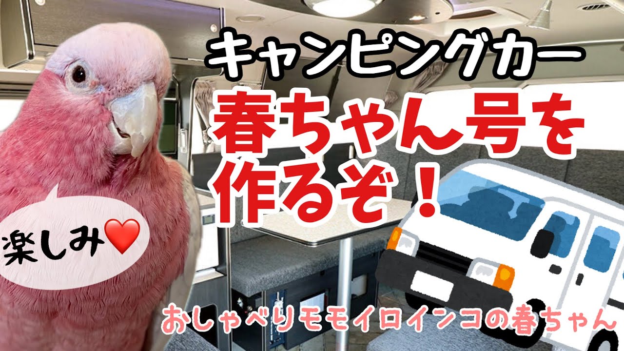 【ある日の春ちゃん】オウム仕様の車の相談にキャンピングカーやさんへ【おしゃべりモモイロインコの春ちゃん】
