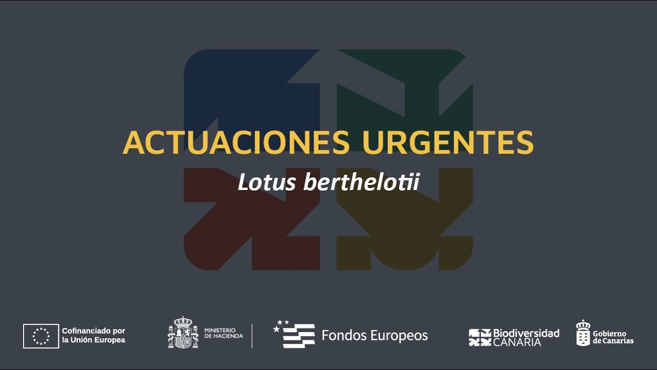 𝘓𝘰𝘵𝘶𝘴 𝘣𝘦𝘳𝘵𝘩𝘦𝘭𝘰𝘵𝘪𝘪: Actuaciones urgentes con especies en peligro de extinción