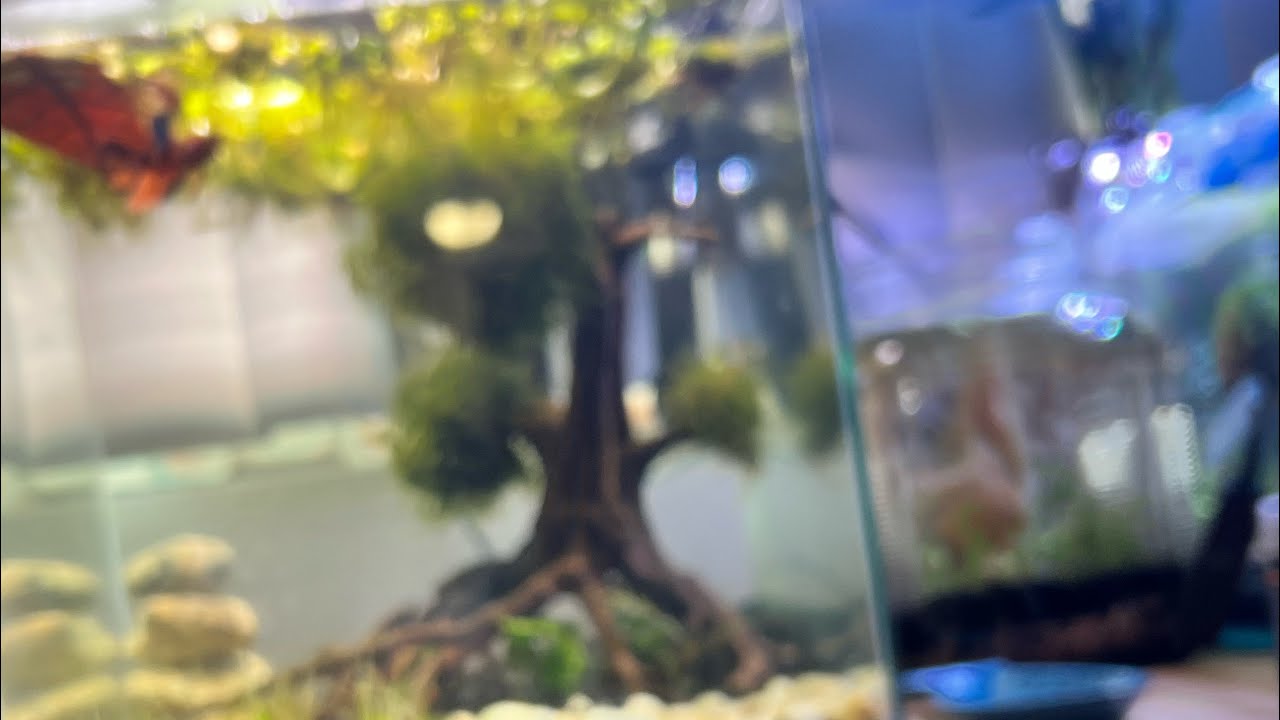 【 VLOG 】Betta Tank Build!