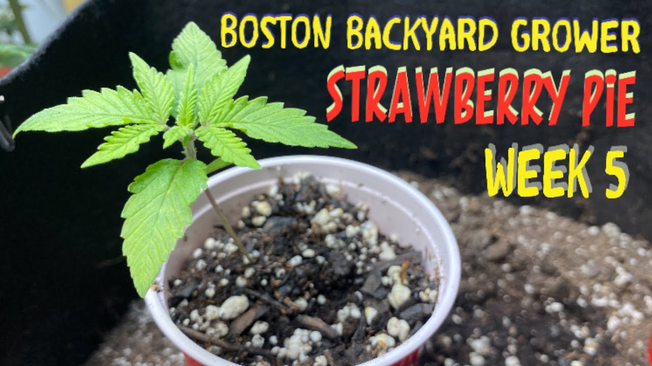 Week 5: FastBuds Strawberry Pie Autoflower Indoor Grow Cannabis Nutrient Intake