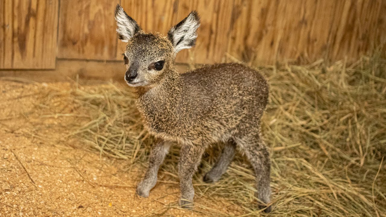 Tiny Antelope, Smol Sloth, & Some Cute Kangaroos