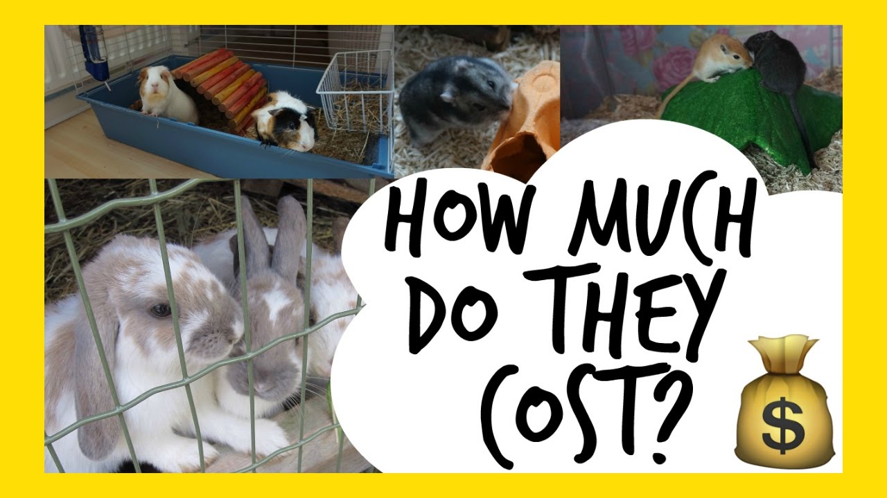 How Much Do Small Pets Cost?