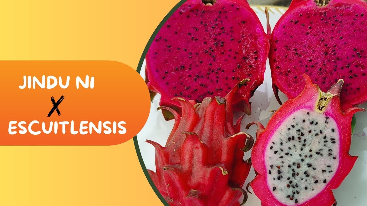 Frutos novos no Sítio. Mostrandos os detalhes da primeira colheita! JINDU N1 e ESCUITLENSIS 