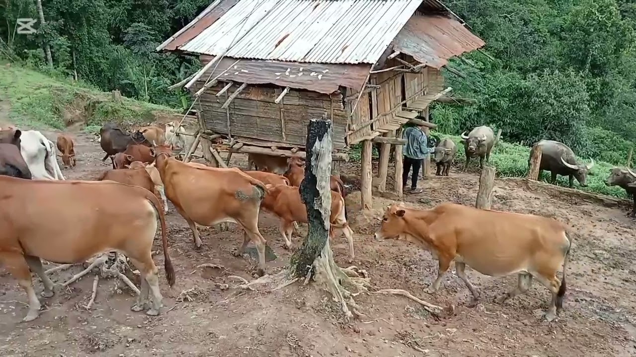 Kev khwv-kev yug tsiaj nyob toj siab