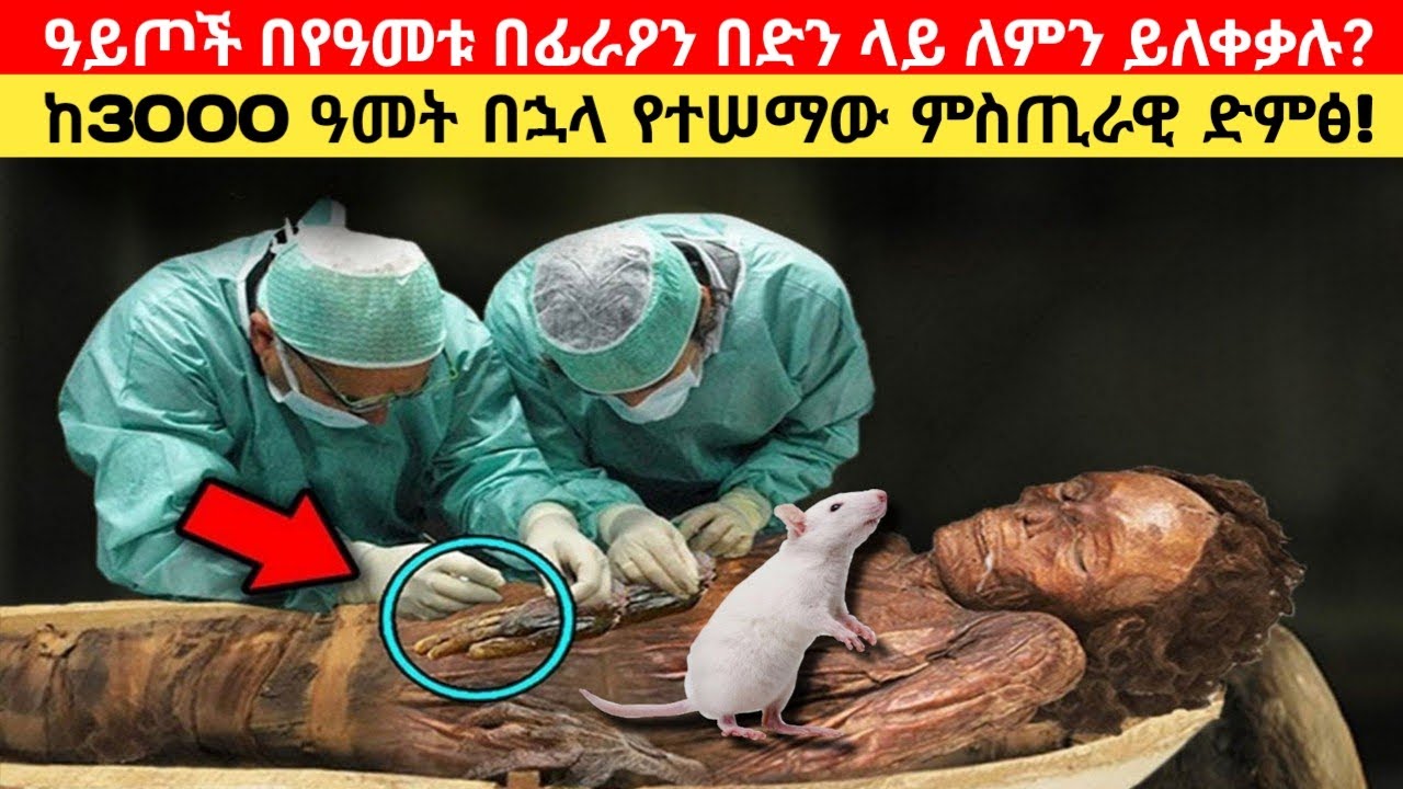 በየዓመቱ በፈረዖን ሬሳ ላይ ዓይጦች ለምን ይለቀቁበታል/ከመቃብሩ የተሰማው ምስጢራዊ ድምጽ! why mice released on pharaoh body?