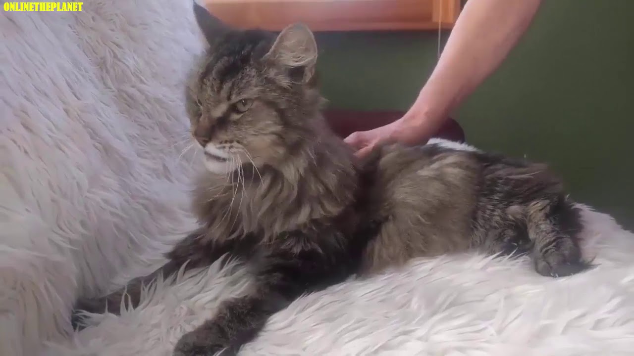Maine Coon Cat Onlinetheplanet Animals Videos Compilation 2019