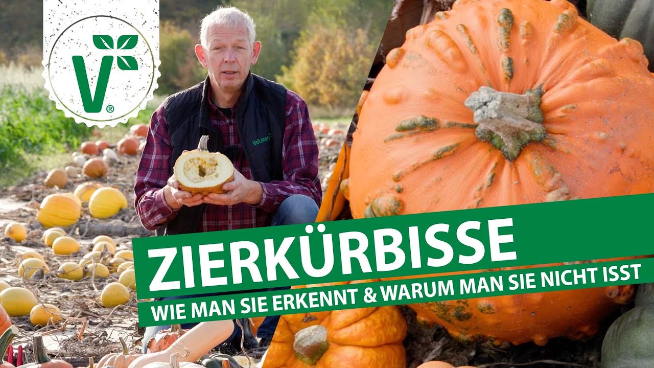 Zierk&uuml;rbisse erkennen