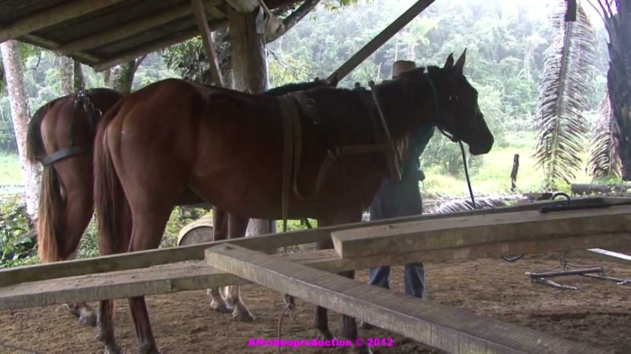 247 Horse powered saw mill, Belize