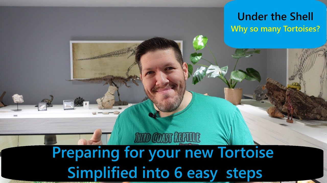 Preparing for your new tortoise simplified into 6 easy step