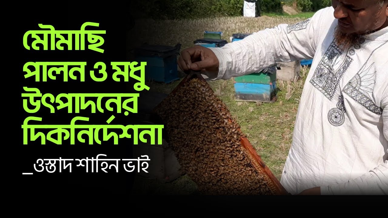 সঠিকভাবে মৌমাছি পালন ও মধু উৎপাদনের দিকনির্দেশনা দিচ্ছেন ওস্তাদ শাহিন ভাই
