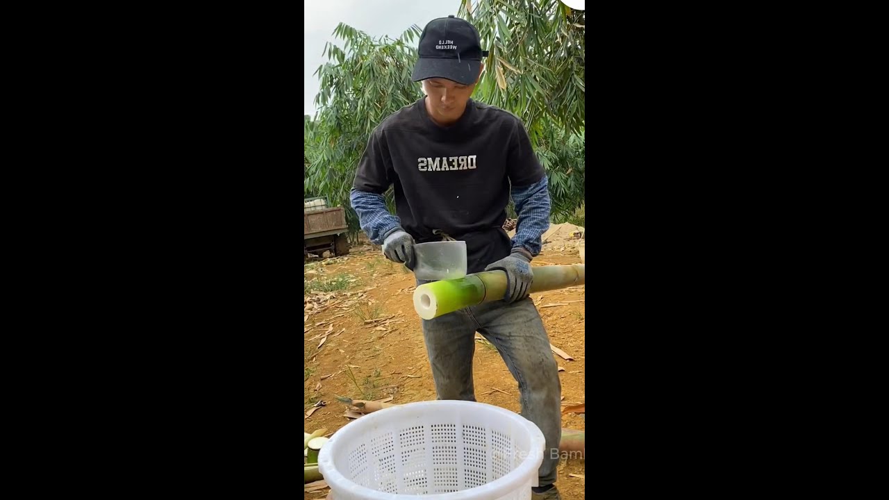 Amazing Cutting Bamboo Shoot 9 | Fresh Bamboo
