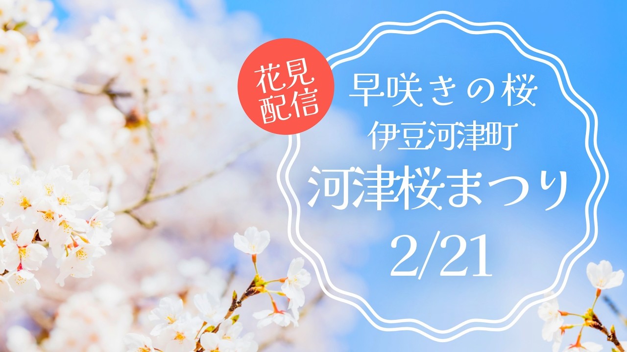 河津桜まつり 2026🌸夜桜配信【お祭りライブ配信⛩️】- Kawazu Cherry Blossom Festival