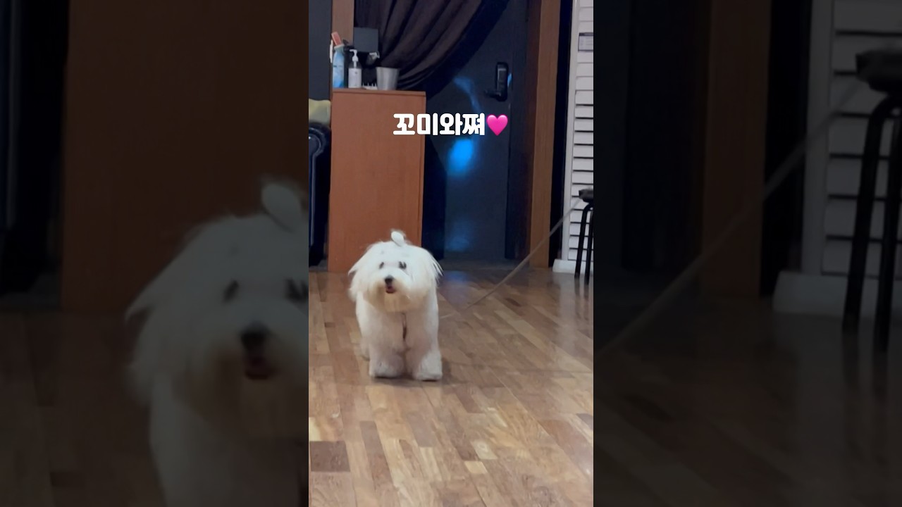 오초에 놀러온 꼬미 Tango Club Ocho