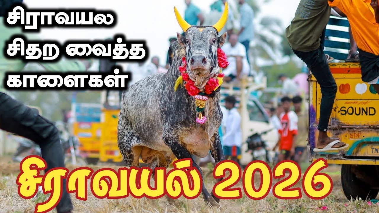 சிறப்பாக நடைபெற்ற சிராவயல் 2026 /siravayal manjuvirattu 