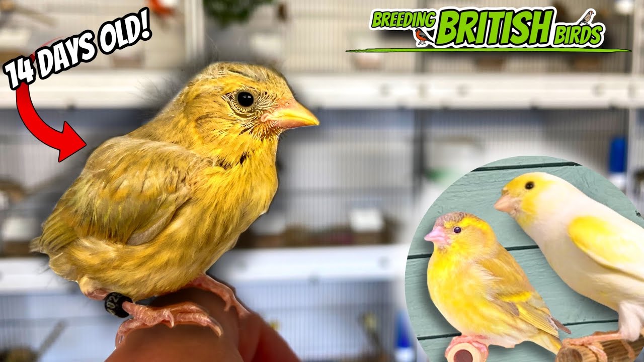 FIRST Fledglings of 2023 | Breeding British Birds S3:Ep5