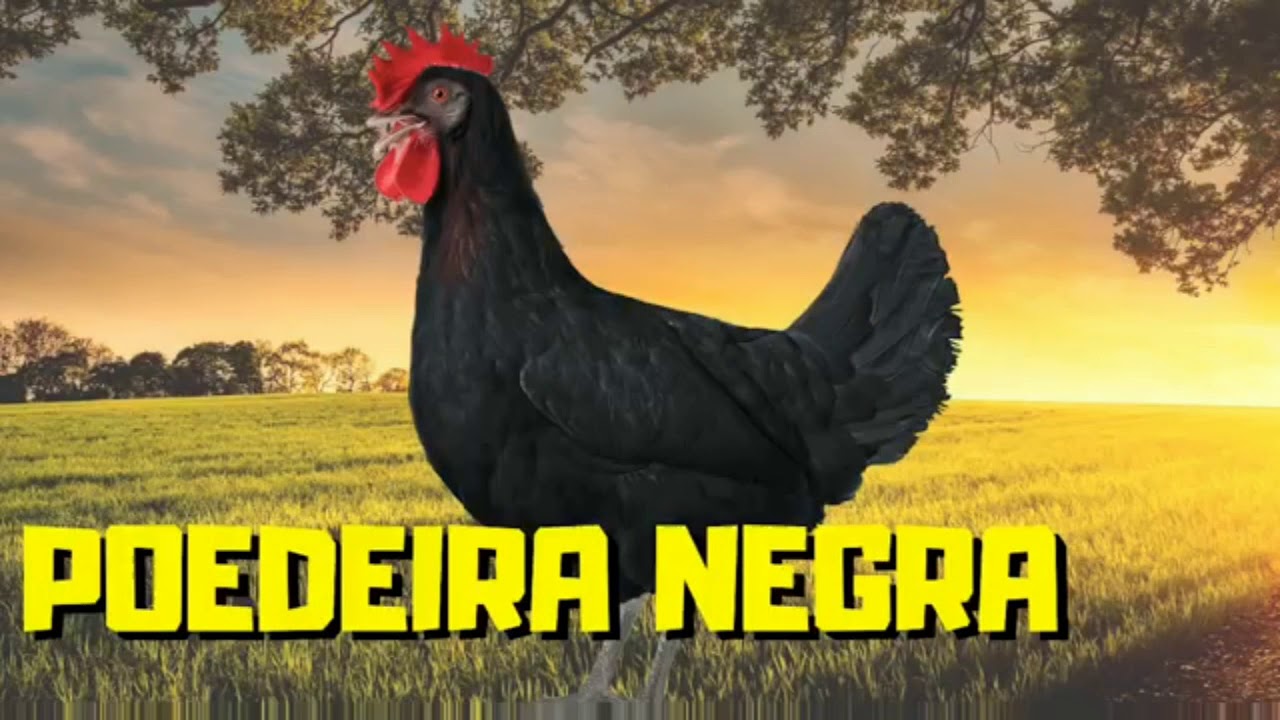 As 10 galinhas melhores poedeira#galinha# ovos