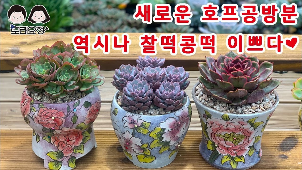 23.09.09 홀딱 반했어요💜 새로운 호프공방분 모래요정 다육식물 (多肉植物) (たにくしょくぶつ) Korean Succulent