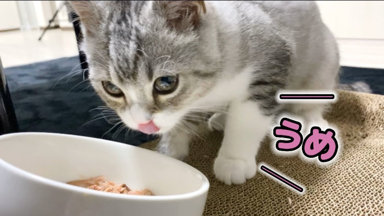 無我夢中でカツオを食す子猫の咀嚼音がかわいい…笑【ASMR】