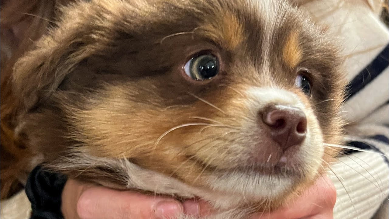 Meeting Bob For The First Time + Trip Around South Island, New Zealand