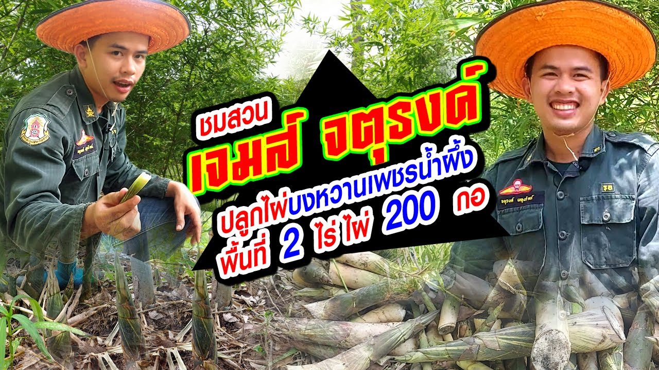 ชมสวนไผ่ เจมส์ จตุรงค์ ปลูกไผ่บงหวานเพชรน้ำผึ้ง บนพื้นที่ 2 ไร่ ปลูกไผ่ 200 กอ