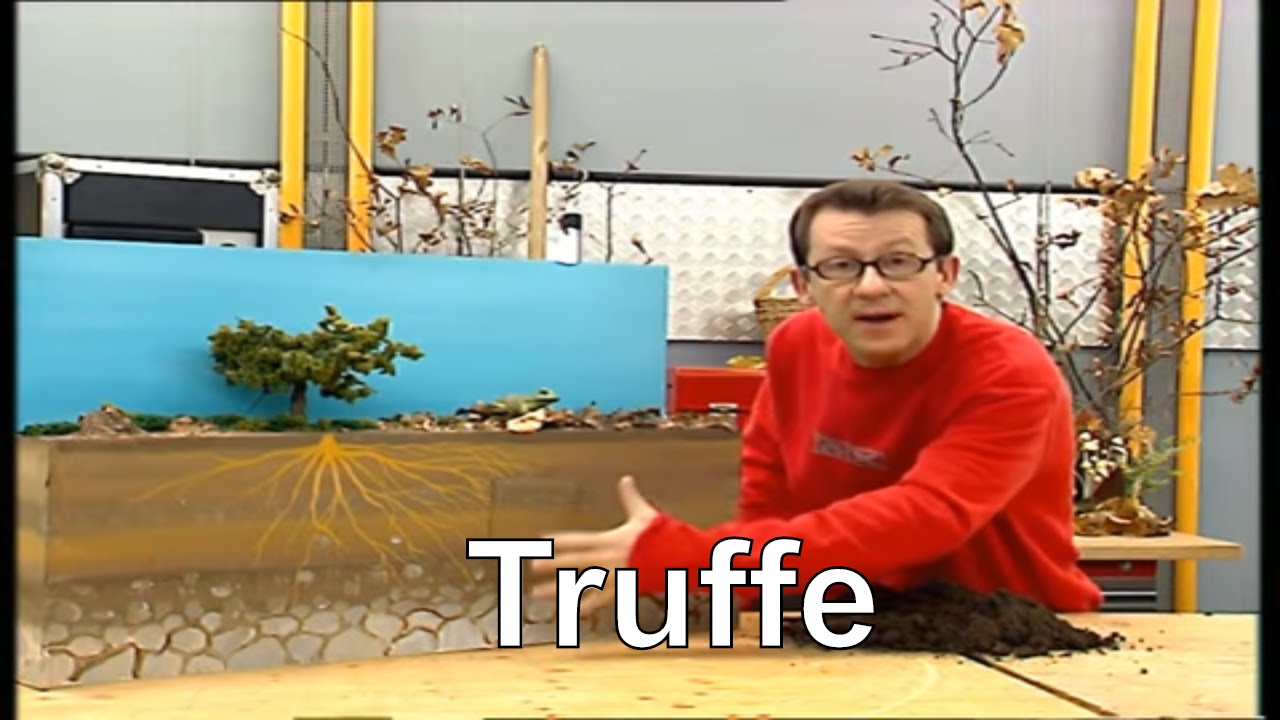 Comment la truffe est-elle cultiv&eacute;e ? - C'est pas sorcier