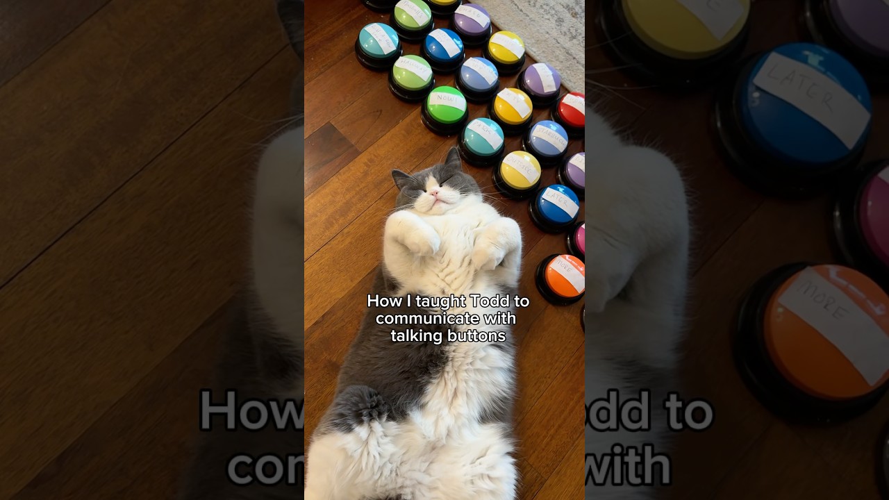 Teaching Todd to communicate with talking buttons #cat #talkingcat #viral