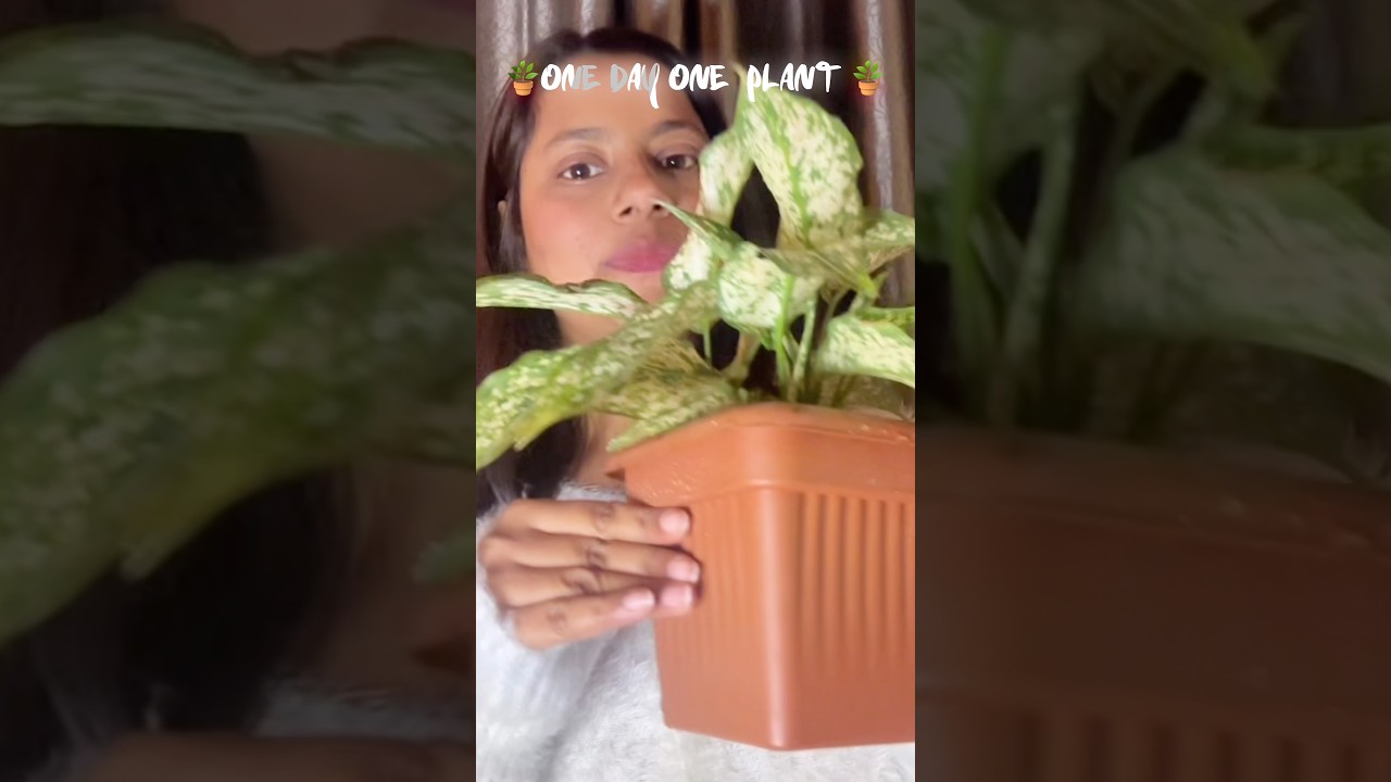 One day one plant  