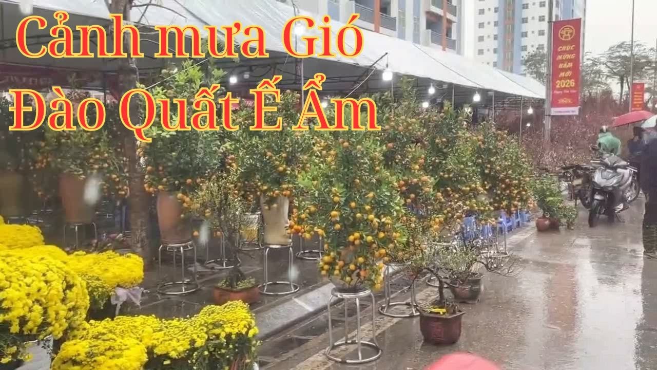 Xuân Bính Ngọ 2026 - Hoa Đào Quất Cảnh Đội Mưa Chờ Khách