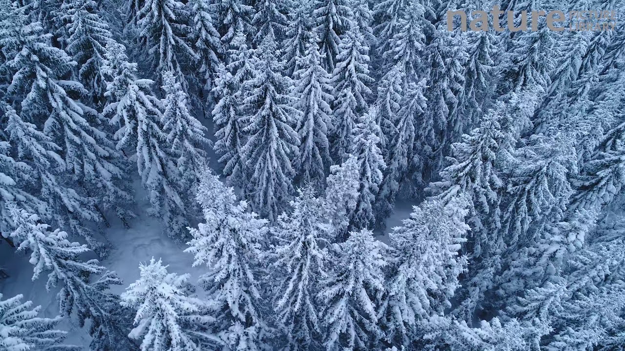 Aerial shot of a coniferous forest covered in snow, Akershus, Norway, January 2018.