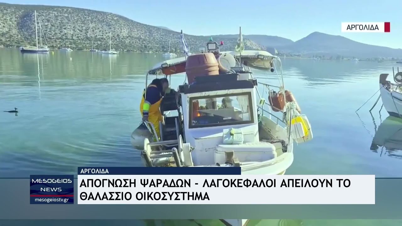 Mesogeios News: Λαγοκέφαλοι απειλούν το θαλάσσιο οικοσύστημα 