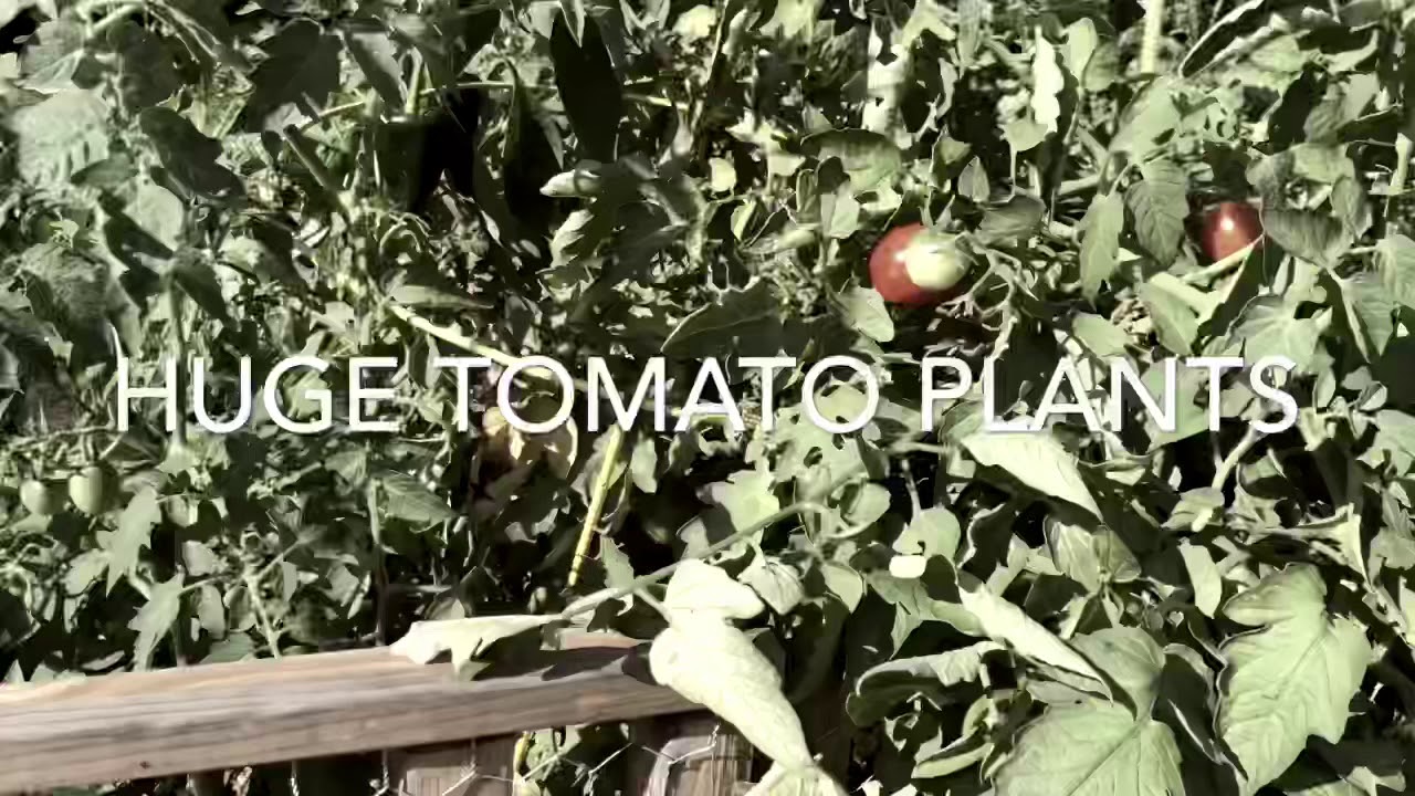 A Hot Harvest!