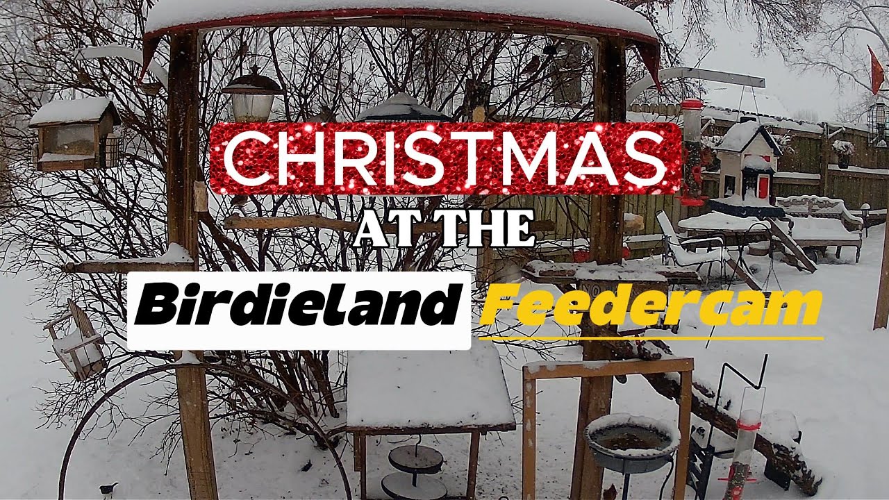 4K Bird Feeder Cam: Falling Snow | Backyard Birds | Classic Holiday Music | Cardinals, Wrens 🎄🎶🐦❄️