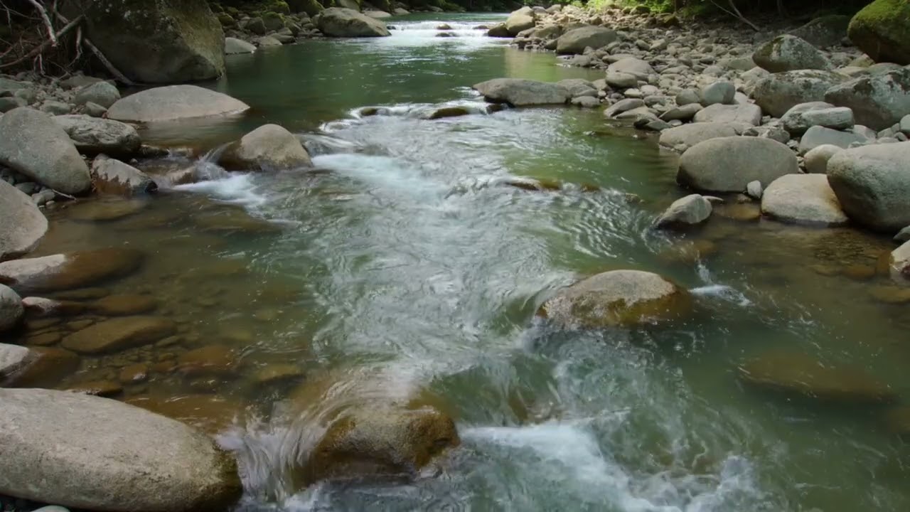 Clear Forest Stream & Soft Bird Sounds | 3 Hours | No Music