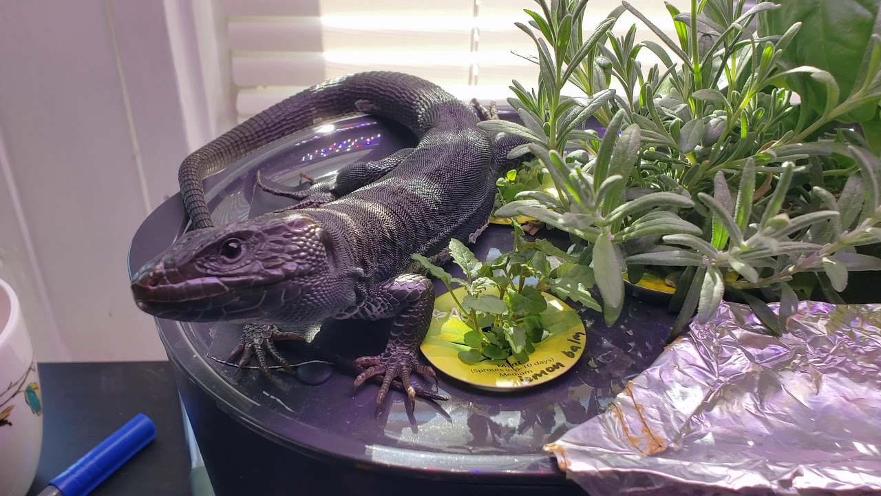 Fall 2020 update on my year-old male melanistic jeweled lacerta (timon lepidus)