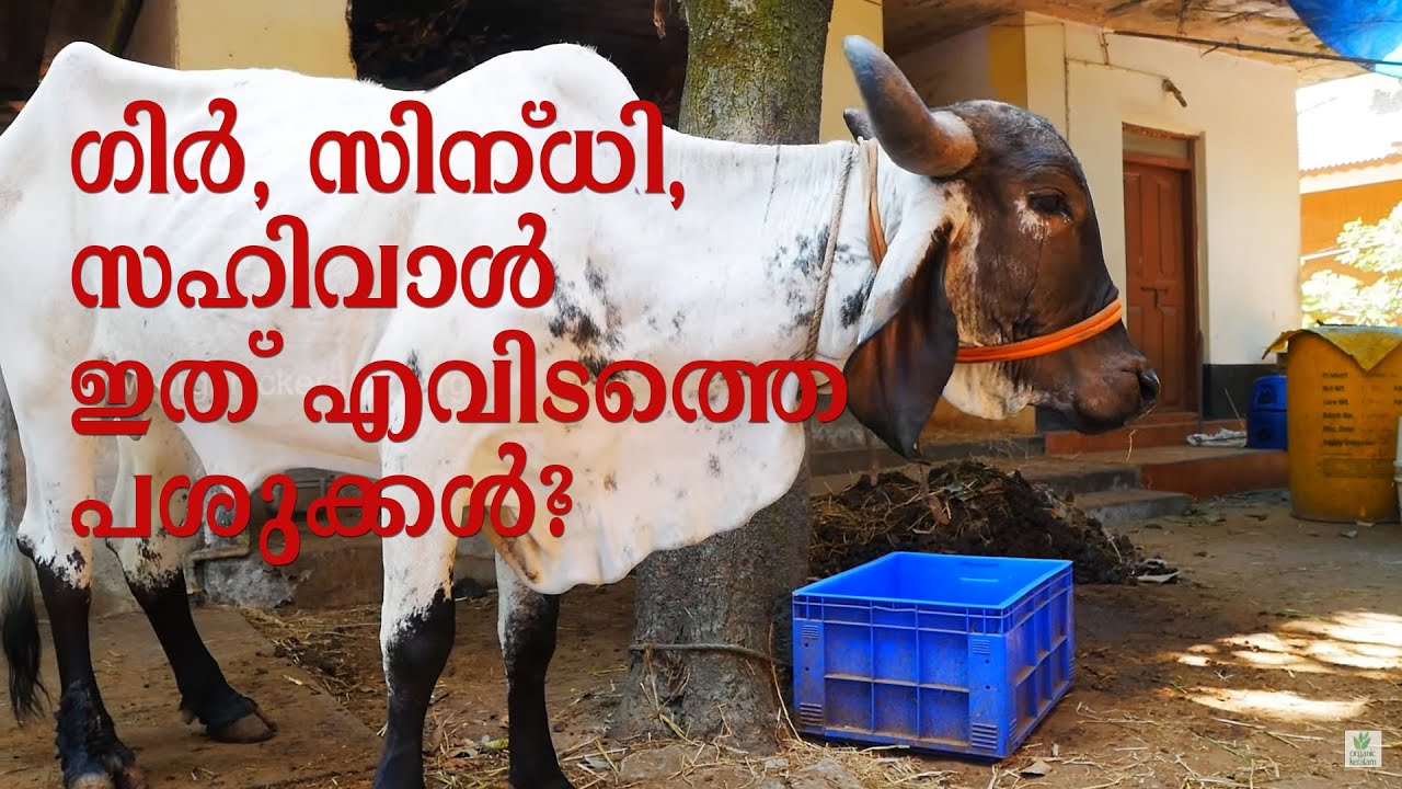 ഗിര്‍, സിന്ധി, സഹിവാള്‍ പശുക്കളെ അറിയാം | Indigenous Cows of india | Sahiwal | Sindhi | Gyr