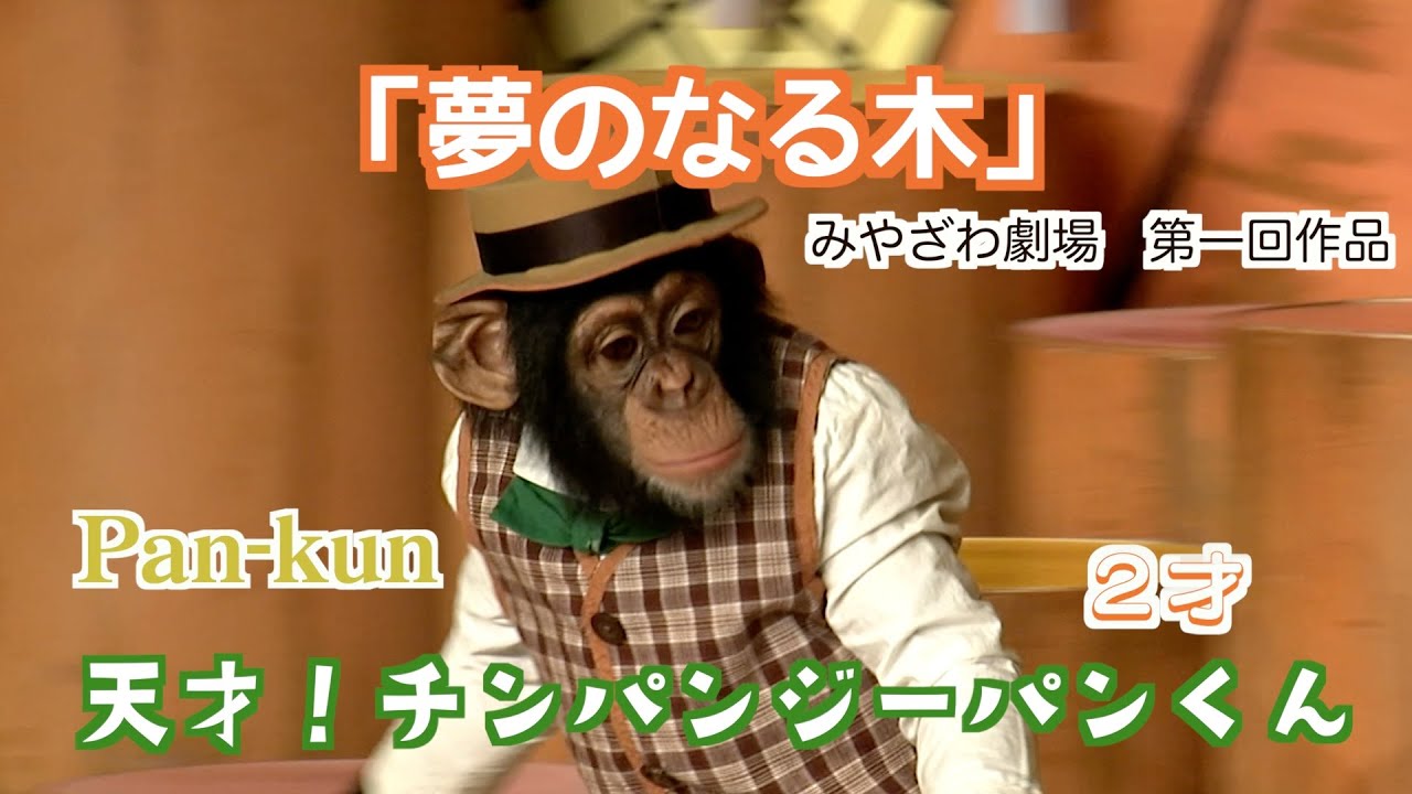 「みやざわ劇場」第一回作品【夢のなる木】天才！チンパンジーパンくん2才‼️初舞台２００４年のお宝映像🎥ジェームズも登場！Pan-kun モンキーふーちゃん🐒タイムマシンで捕まる⁉︎（フサオマキザル）