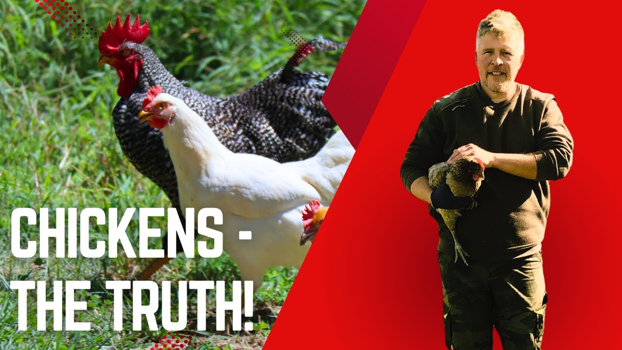 The Good, The Bad and the Honest Truth About Keeping Chickens