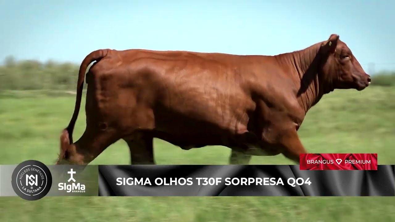 SIGMA OLHOS T30F SORPRESA QO4 · Donantes Núcleo Genético La Sultana