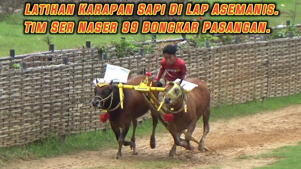 Latihan Karapan Sapi Di Lap Asemanis Pamekasan | Tim Ser Naser 99 Bongkar Pasangan. 