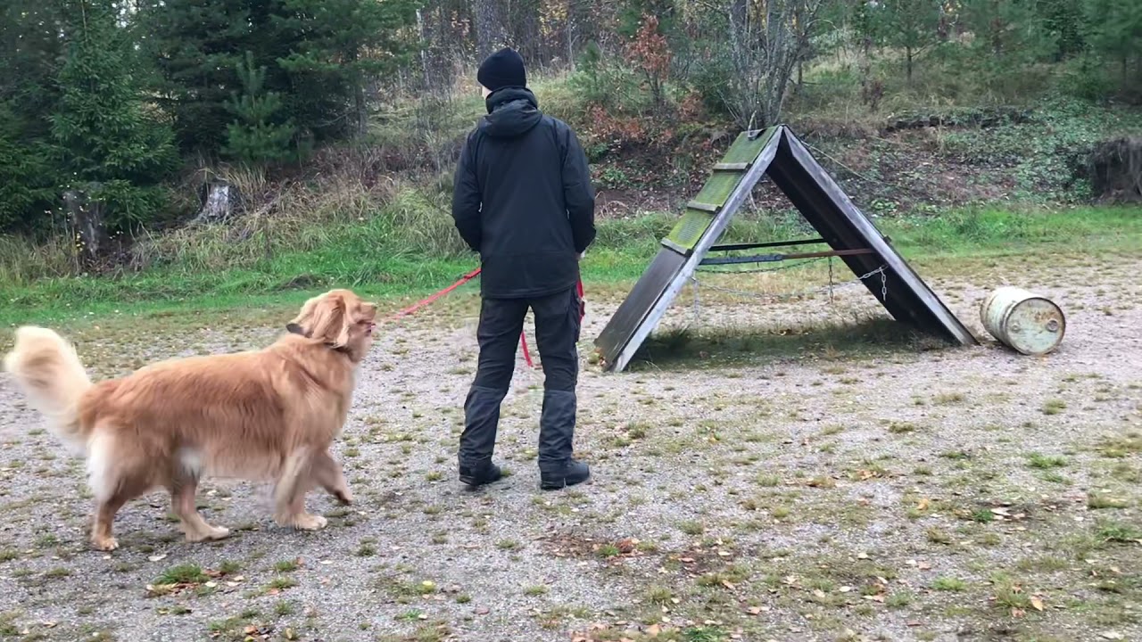 Nalle Luonnetesti 10.10.2021 Tuusula