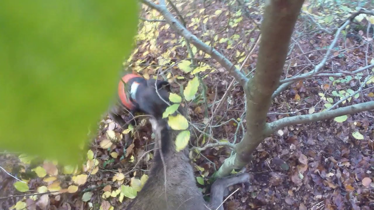 Nachsuche Luxemburg 22