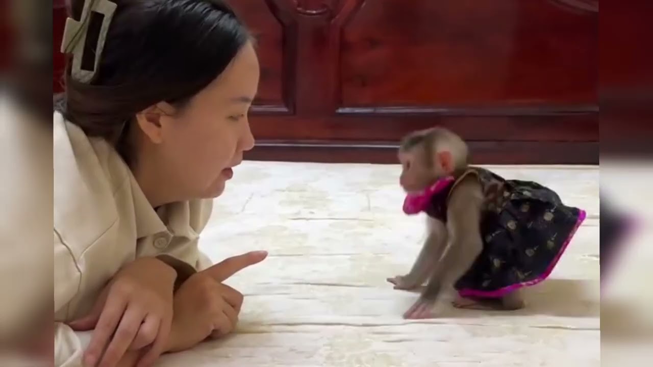 Funny Monkey Videos Ep88#lovely #cute #adorable #newborn #animals  #obedient #monkey#cat #duet