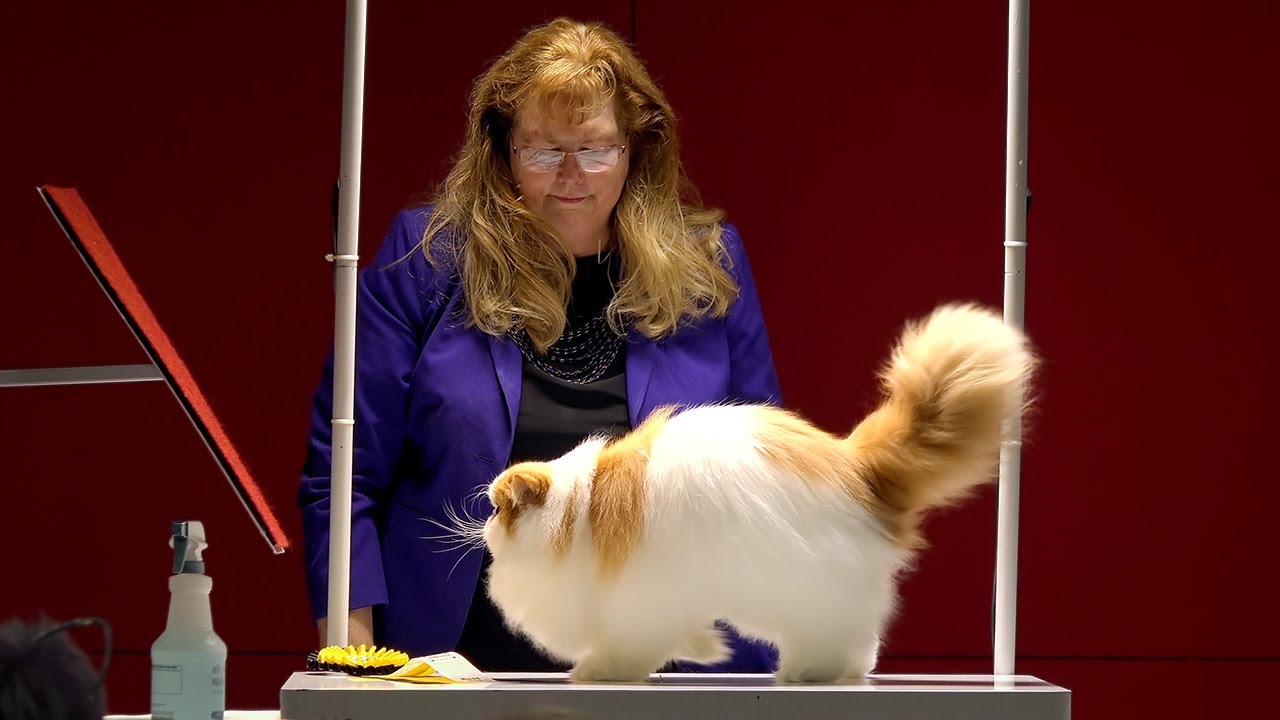 CFA International Cat Show 2017 - Vicki Nye All Breed Premier Final
