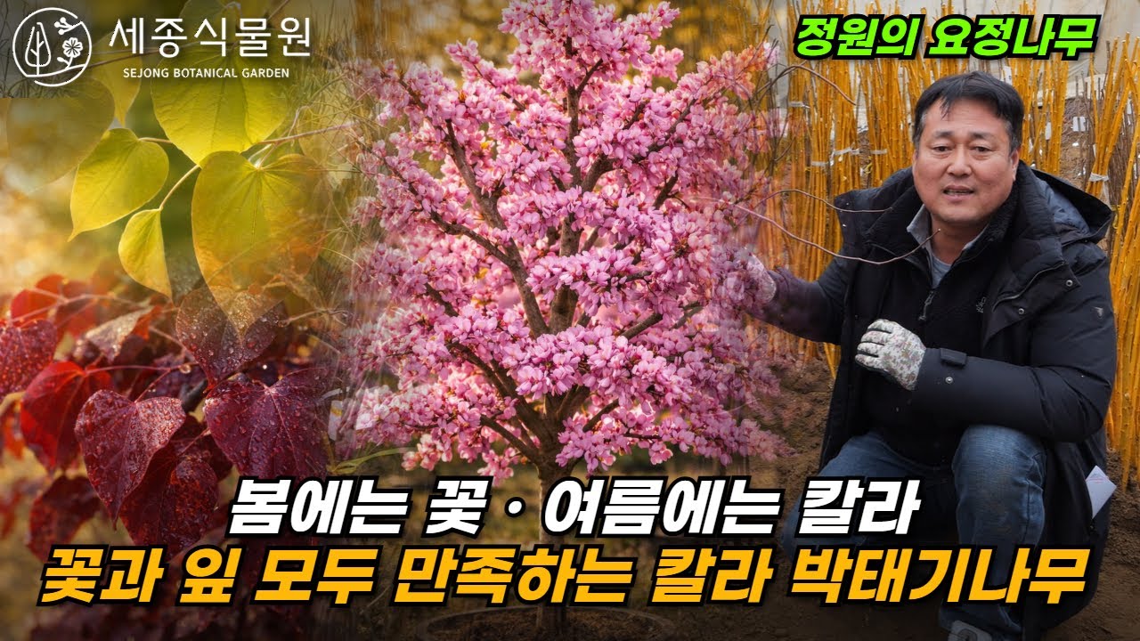 꽃과 잎으로 정원이 달라지는 칼라 박태기나무 #정원 #박태기나무