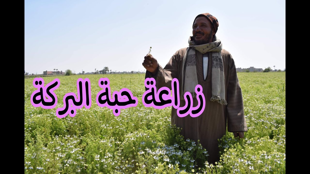 زراعة حبة البركة (تفاصيل)