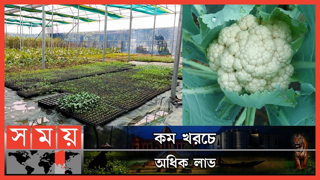 পলিনেট হাউজ পদ্বতিতে সফলতা! | Poly Net House | Sherpur News | Somoy TV
